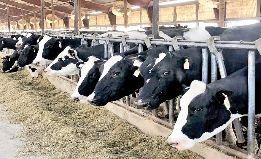 برس مخصوص صنایع دام و طیور